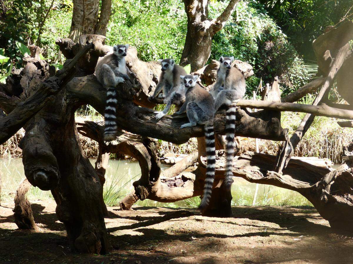 Los lémures son emblema característico de Madagascar.