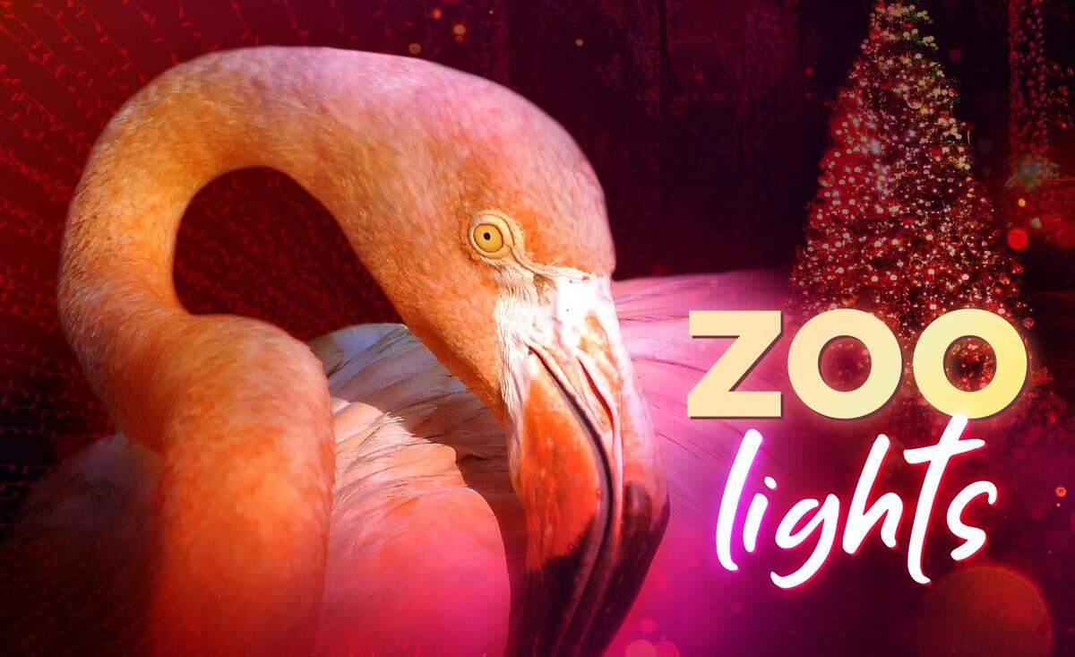 Vacaciones en el Zoo Miami con luces deslumbrantes.