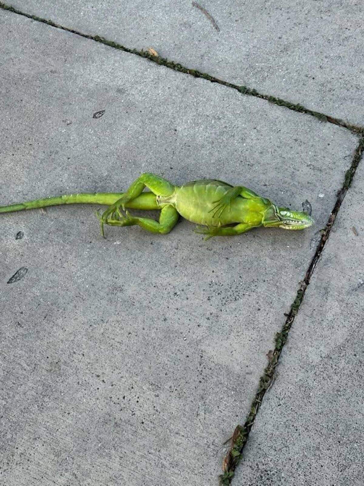 Cuando el termómetro desciende a menos de 50 grados Fahrenheit, algunas iguanas se vuelven letárgicas.