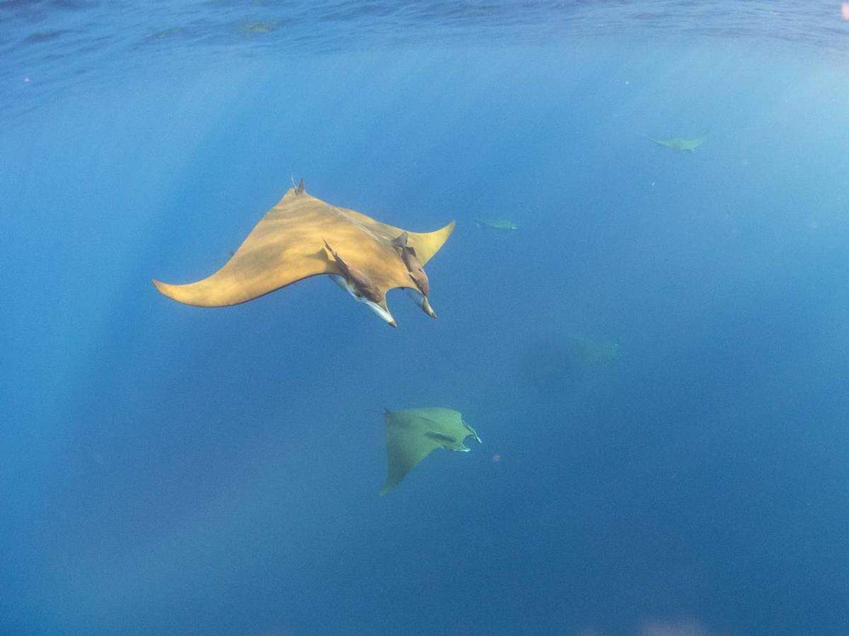Avistan elusiva criatura de 12 pies en la costa este de Estados Unidos por primera vez.