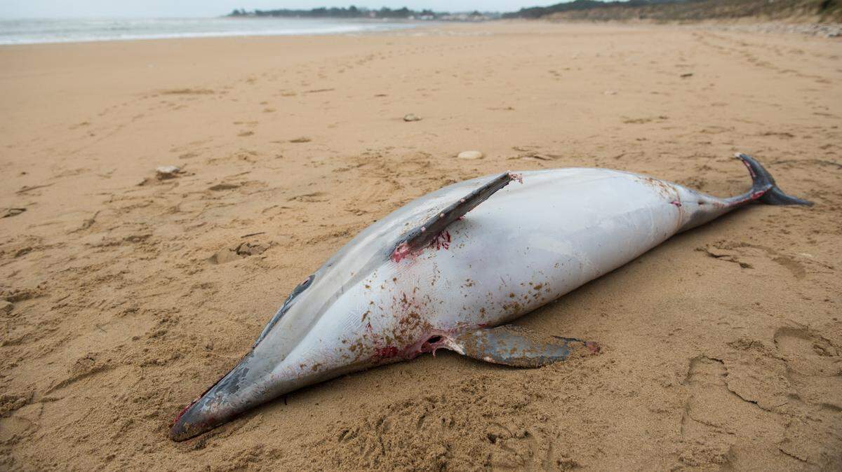 Foto de archivo. Más de 100 delfines han muerto en la Amazonia brasileña en la última semana, en momentos en que la región enfrenta una sequía extrema, y muchos ejemplares más podrían morir pronto si las temperaturas del agua permanecen elevadas, aseguran los expertos.