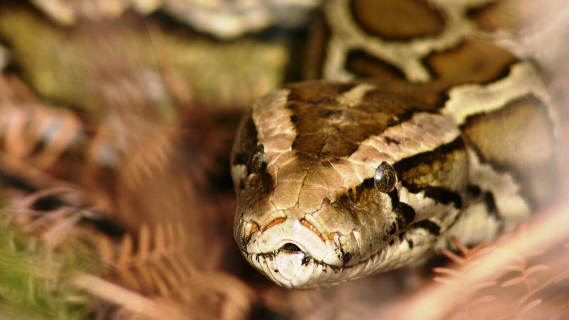 Florida finds an unexpected ally in the fight against pythons: opossums