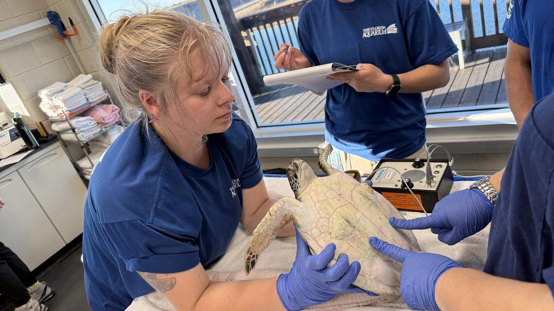 Cientos de tortugas verdes de Florida varadas por el frío