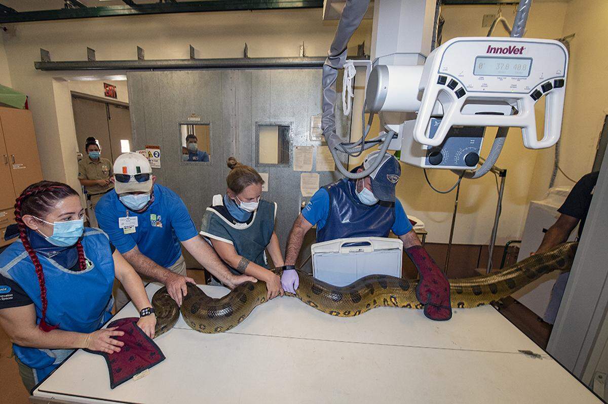 Una anaconda verde es sometida a exámenes médicos en el Zoo de Miami. Foto. Ron Magill.