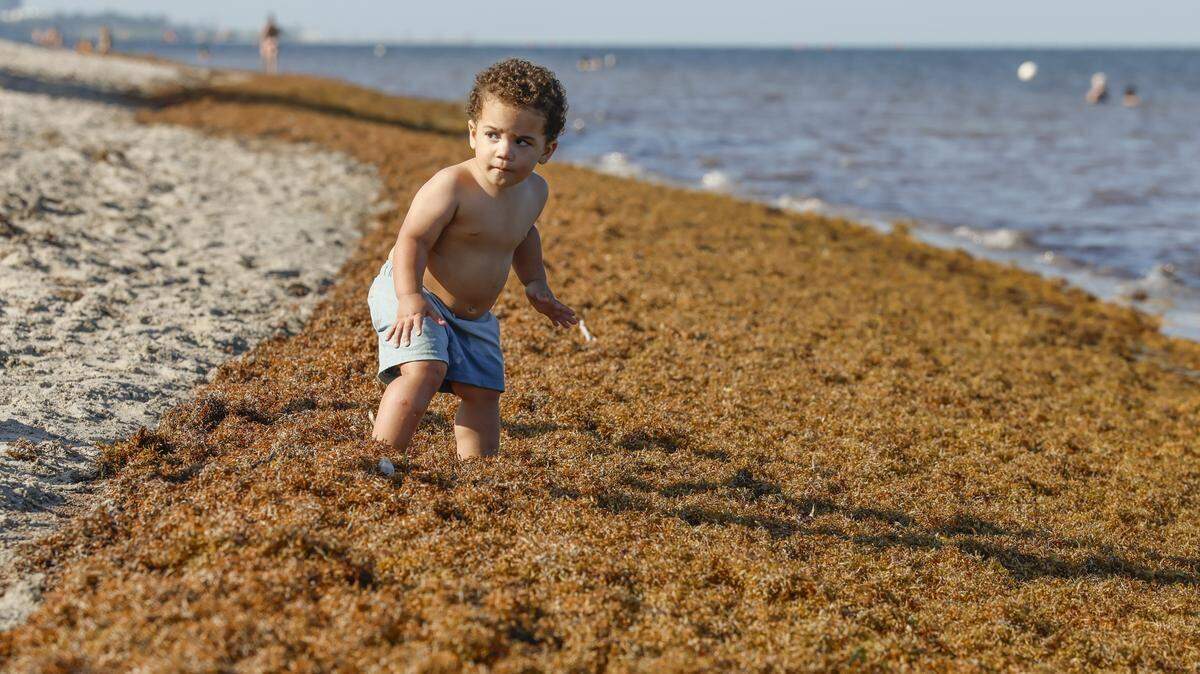 Ernesto Guerra, de un año, decide no cruzar un cúmulo de algas arrastradas a la orilla en la playa de Crandon Park este jueves. Se prevé que este año sea otro año récord en cuanto a la presencia de sargazo, con una cantidad potencialmente mayor de floraciones llegando a la costa que el año pasado.