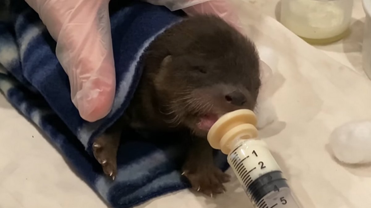 Una nutria bebé fue rescatada por un perro de tres patas con cáncer en Minnesota.