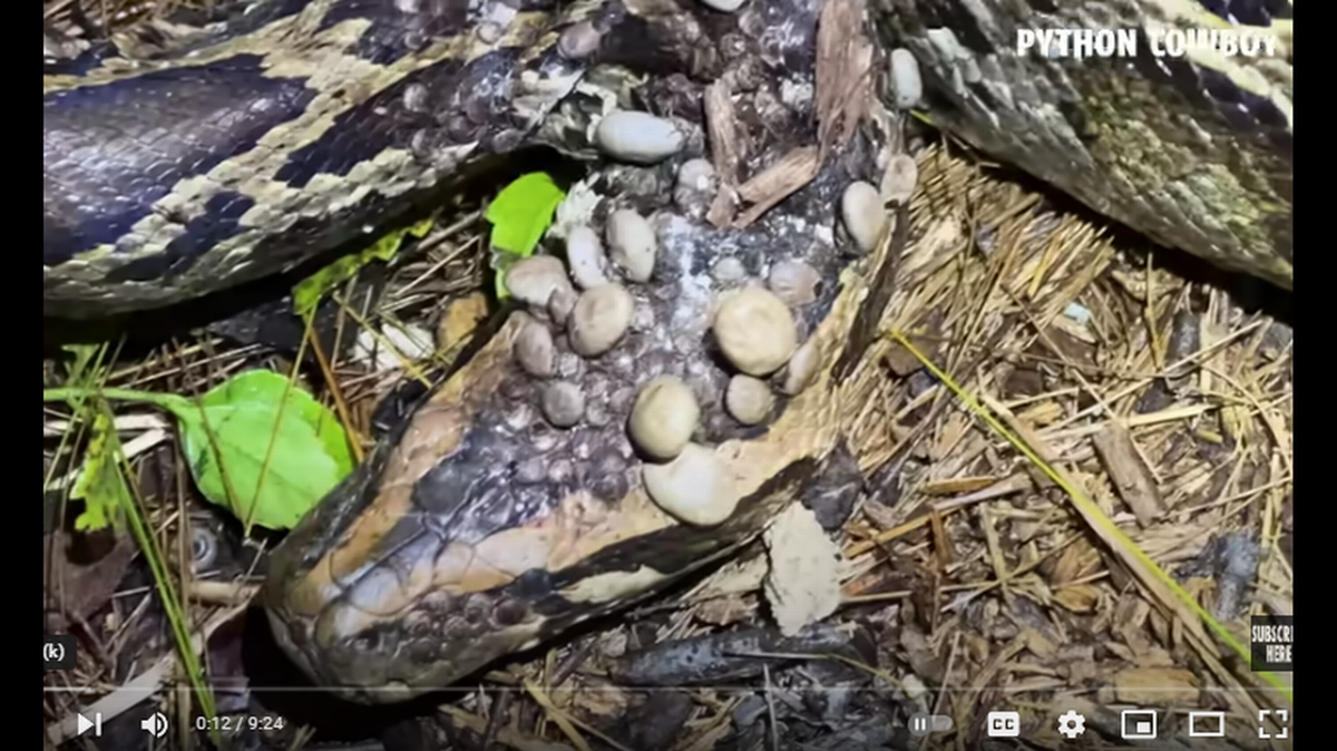 Encuentran en los Everglades a pitón cuando era devorada viva por una invasión de hambrientas garrapatas.
