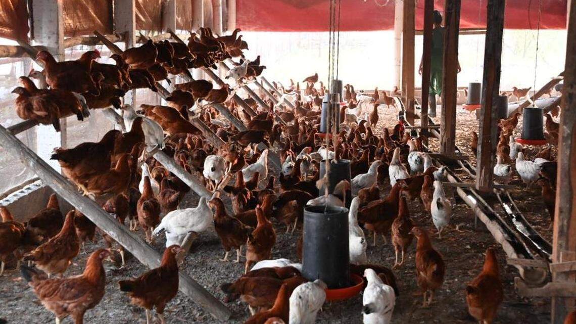 Foto de archivo muestra una empresa estatal avícola con gallinas criadas para producir huevos en la provincia de Guantánamo, Cuba.