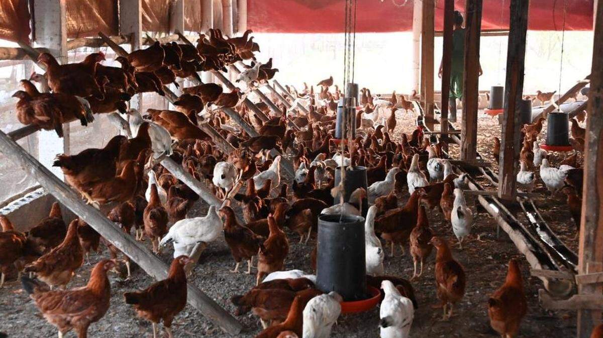 Foto de archivo de una empresa estatal avícola con gallinas ponedoras en Guantánamo, Cuba.