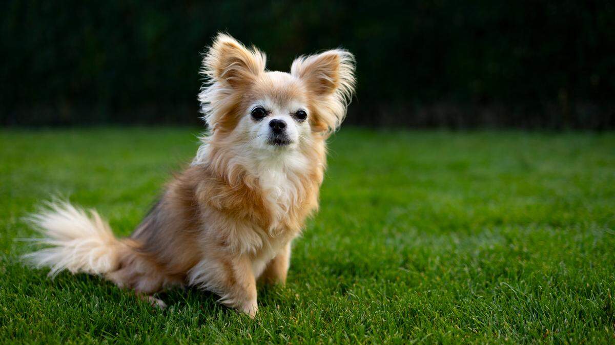 Un perro chihuahua ayudó a socorristas a encontrar a su dueño, caído en la fractura de un glaciar en Suiza, informaron el domingo los equipos de rescate. (Foto de archivo)