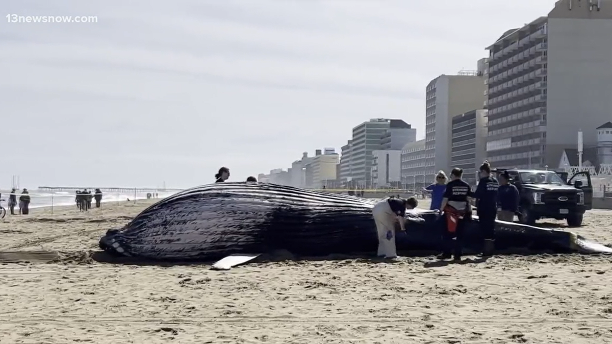 Una ballena jorobada apareció muerta en Virginia Beach, siendo la primera de dos ballenas fallecidas que tocan tierra en la costa de Virginia en dos días. Captura de pantalla de la transmisión de WVEC