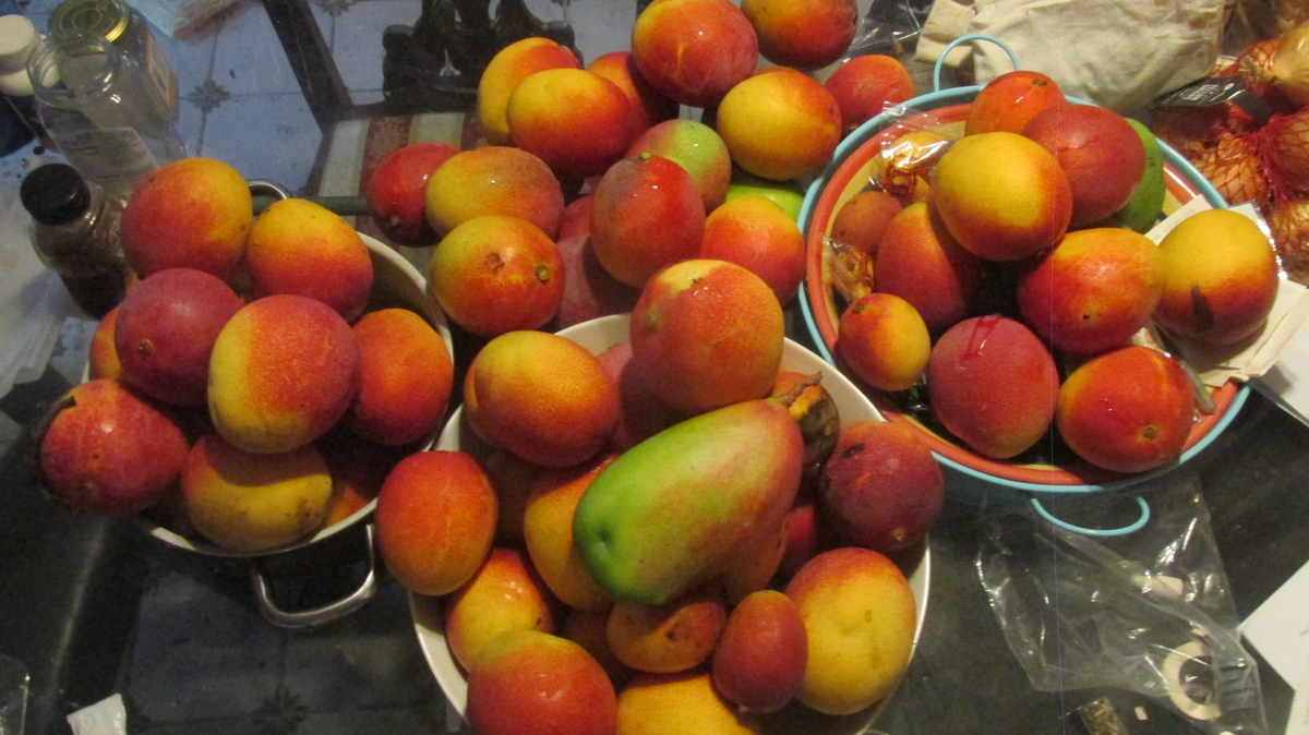 Comienza el Mango Festival del Fairchild Tropical Botanical Garden, 9 y 10 de julio.