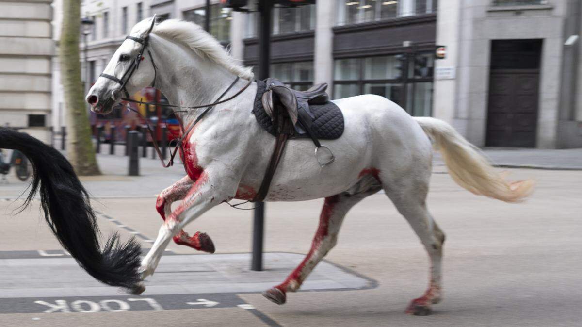 Un caballo blanco corre por una calle de Londres, el miércoles 24 de abril de 2024.
