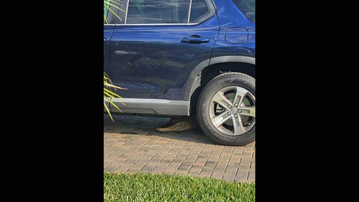 Caimán encontrado debajo de un auto en la cochera de una casa.