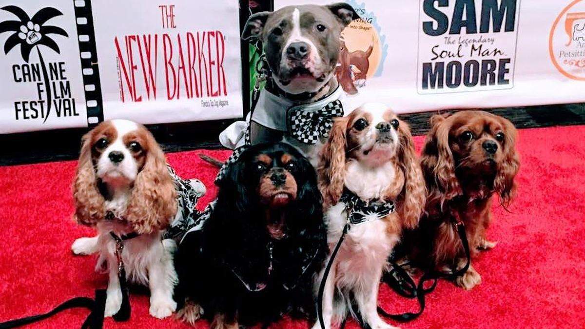 El Festival de Cine Canino exhibirá  22 producciones independientes de todos géneros.