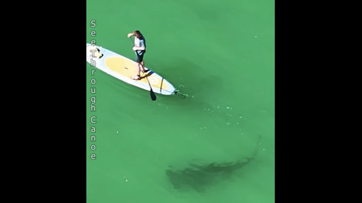 El video grabado frente a St. Petersburg, Florida, muestra a un gran tiburón martillo cazando debajo de personas que estaban nadando y haciendo paddleboard. Captura de pantalla del video de See Through Canoe.