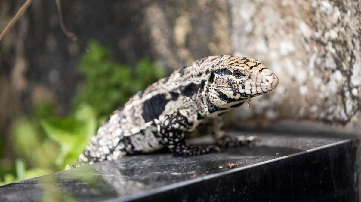 Investigadores de University of Florida demostraron cómo una iniciativa de divulgación ha conducido a un aumento exitoso en los reportes de especies invasoras