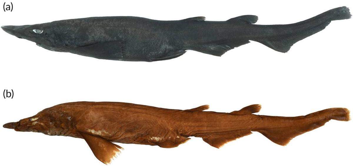 Un espécimen fresco de Apristurus ovicorrugatus (arriba) comparado con un espécimen preservado. Will White et al/Journal of Fish Biology.
