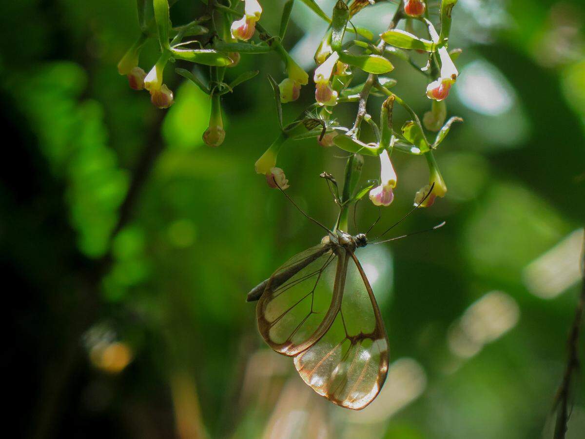 La mariposa cristal, con sus las alas transparentes, libando de una orquídea.