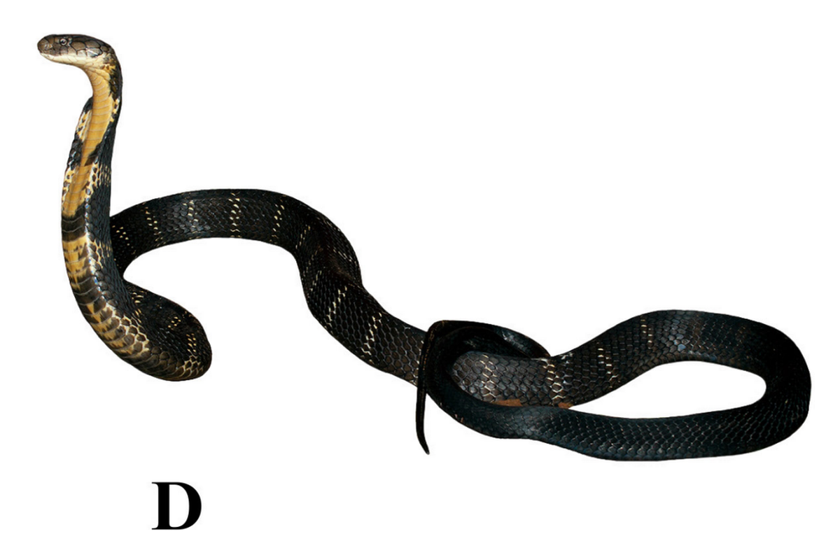 Una Ophiophagus kaalinga, o cobra real Western Ghats.