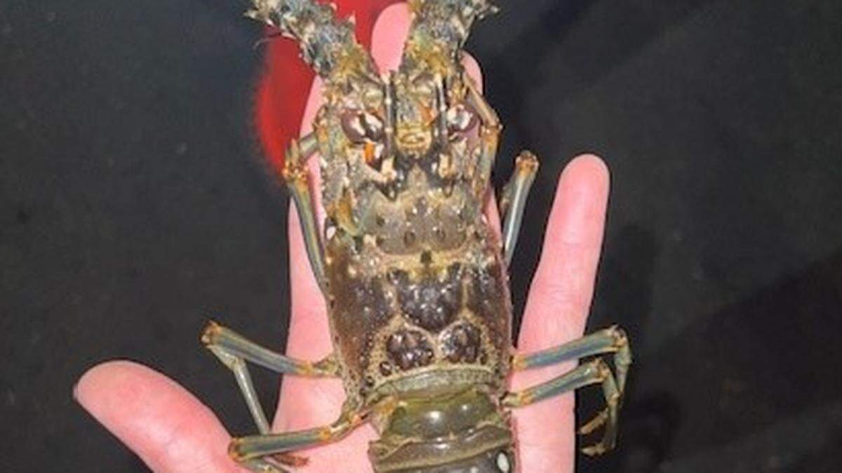 Un agente de la Comisión de Conservación de Vida Silvestre y Pesca (FWC) de Florida sostiene una langosta espinosa pequeña capturada en los Cayos de Florida el domingo 17 de octubre de 2022.