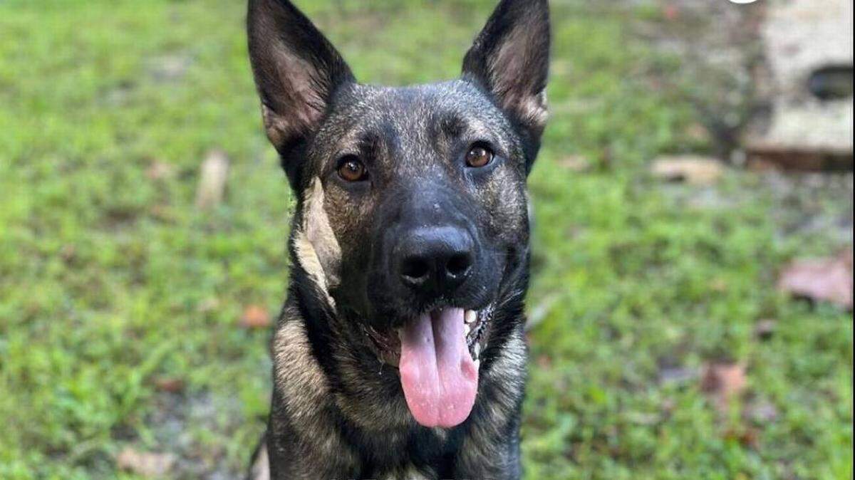 Ax, un pastor alemán de la Unidad Canina K-9 de la policía del Condado Volusia.
