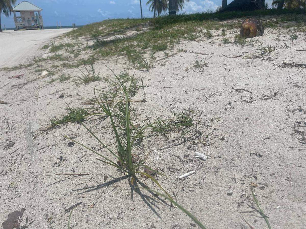 En la foto, cabos de cigarrillos dejados en la playa de Crandon Park Beach. La Comisión de Miami-Dade aprobó una ordenanza que prohíbe fumar en las playas del condado.