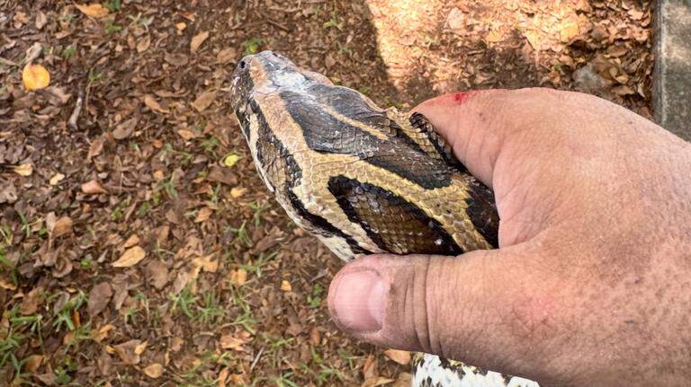 Caminaba por Cutler Bay y halló un temido reptil con 20 huevos bajo la acera