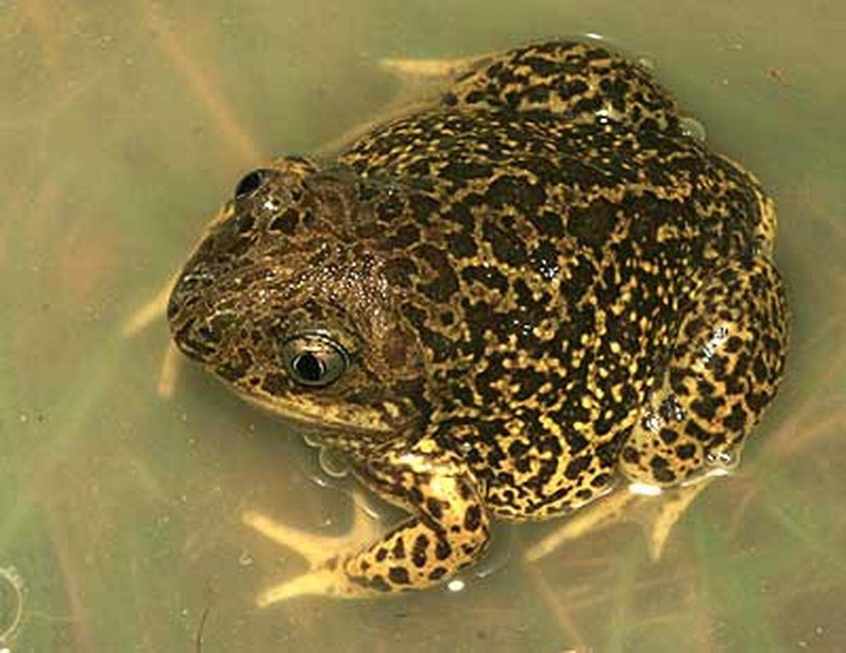 El sapo spadefoot, ha sido apodado el “sapo huracán”, ya que los ciclones y las tormentas tropicales pueden “desencadenar episodios de reproducción masiva y explosiva”, según señala el estudio.