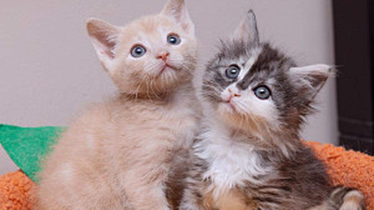 Siga estas recomendaciones para que sus mascotas estén seguras durante el Día de Acción de Gracias.