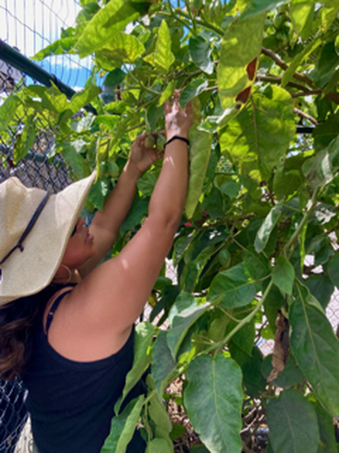 Lupita Vasquez-Reyes muestra la oferta del jardín, que incluye muchas plantas solicitadas por los miembros de la comunidad o cultivadas a partir de semillas compartidas.