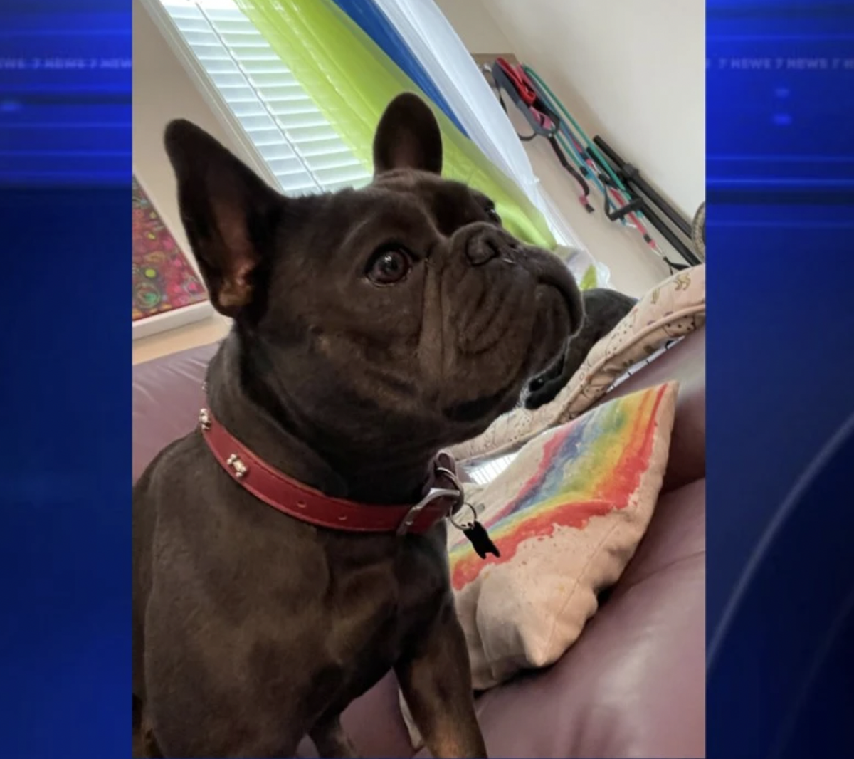 Bulldog Francés que fue robado en Marathon, Florida