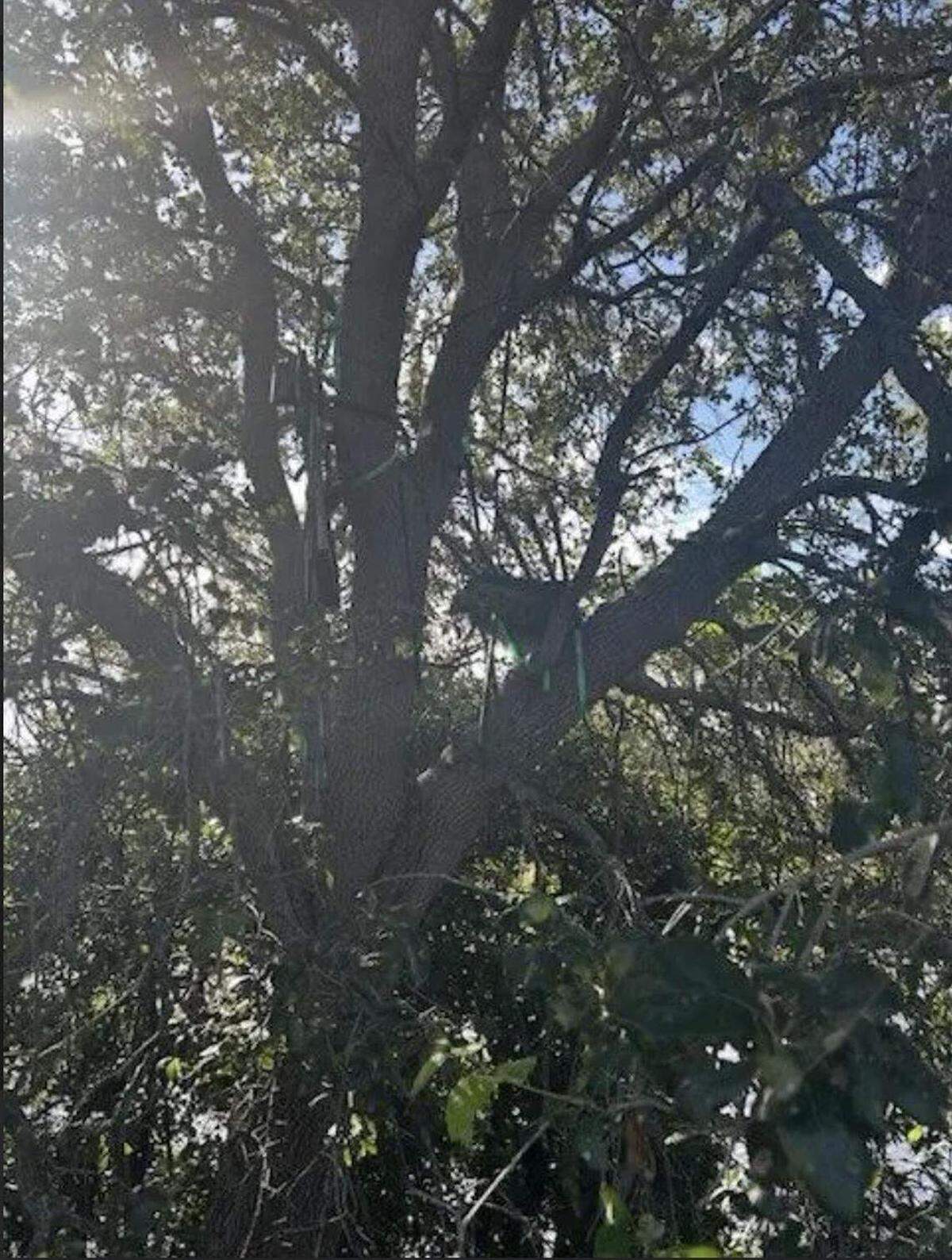 Una “estructura sospechosa” fue encontrada cerca de una zona del Aeropuerto Internacional de Palm Beach frecuentada por el presidente Donald Trump. Servicio Secreto
