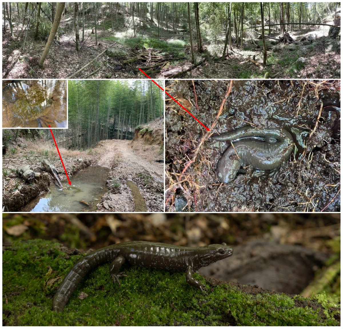 En las fotos puede verse a la salamandra del bosque de bambú Fujian en sus distintas facetas.