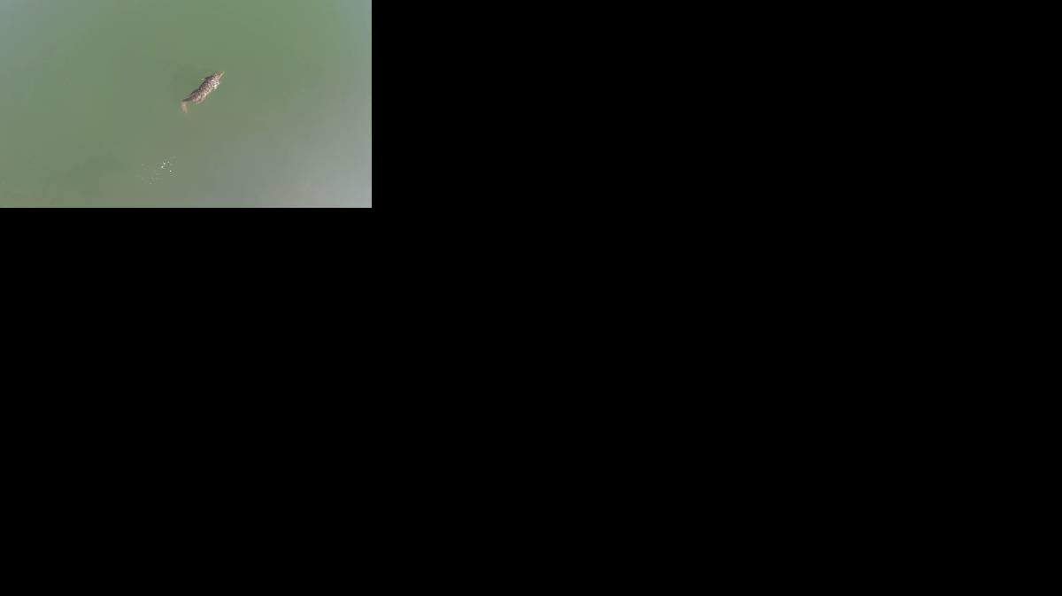 Imagen tomada de un video del cocodrilo Sisis que habitaba en un pantanp en la isla de Creta.