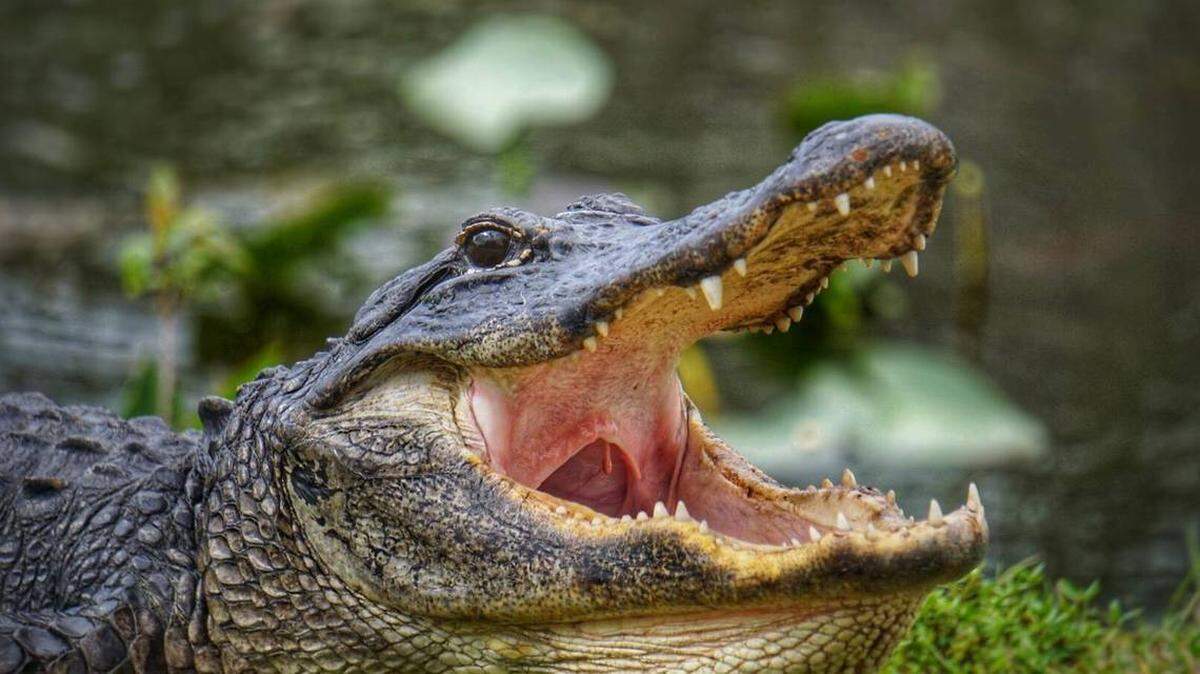 Los caimanes viven en los 67 condados de la Florida y pueden alcanzar hasta 14 pies de largo, según la Comisión de Pesca y Vida Silvestre de la Florida.