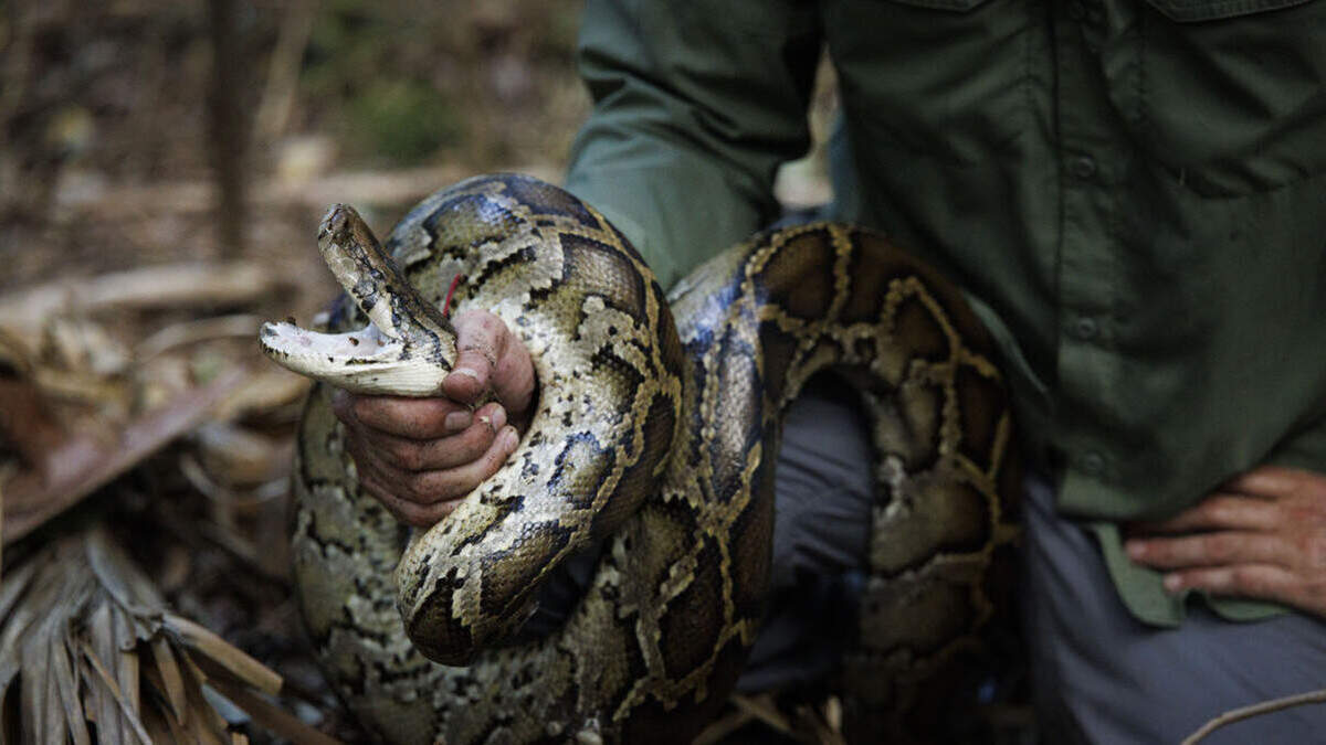 Una pitón hembra reacciona al ser sacada de su nido por Eric Suarez, coordinador del programa de investigación de Croc Docs de la Universidad de la Florida, durante una expedición para recolectar huevos de pitón el martes 30 de junio de 2026; el nido estaba siendo monitoreado por los científicos en los Everglades, a las afueras de Weston.