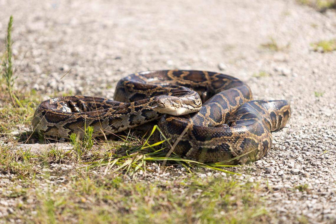 The eradication of the Burmese python from the Florida Everglades is “probably impossible,” according to the USGS.