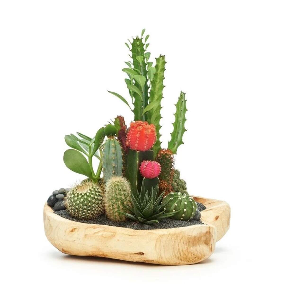 Plant the Future: arreglos de vanguardia