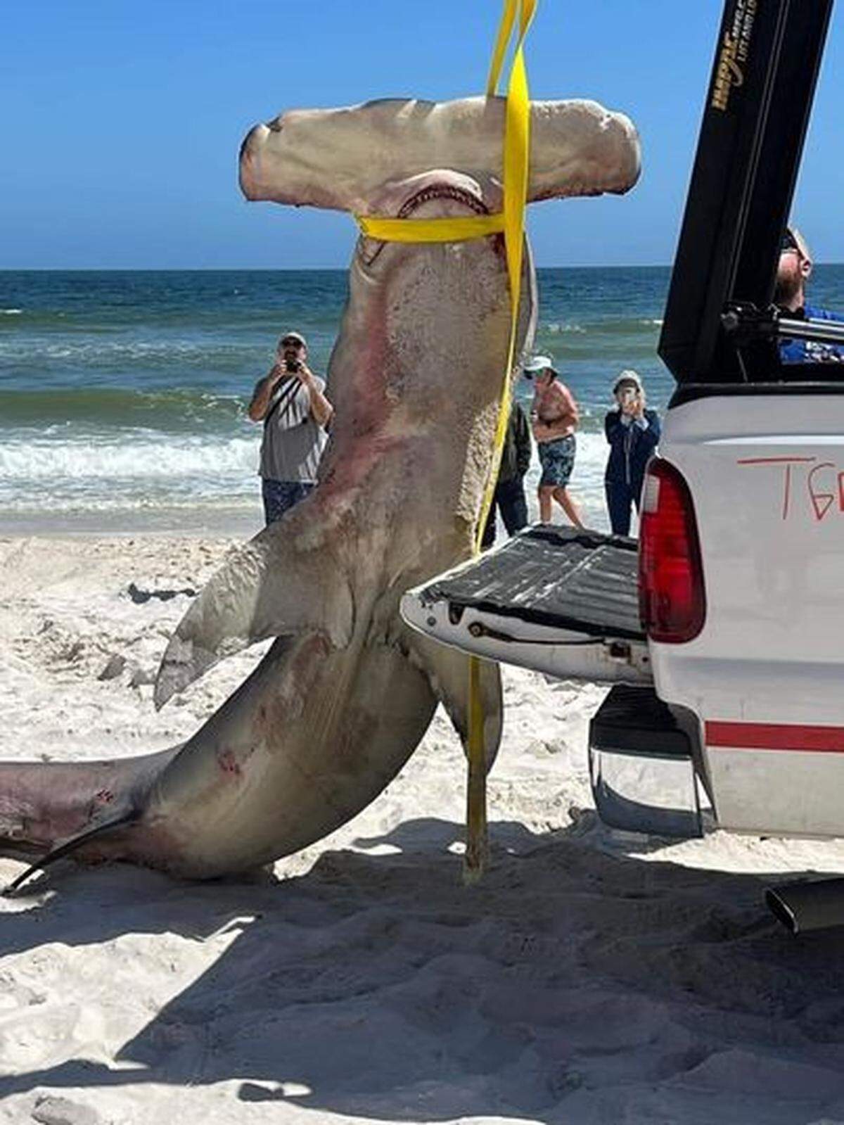 Un tiburón cabeza de martillo de 14 pies se encontró en una playa de Alabama.