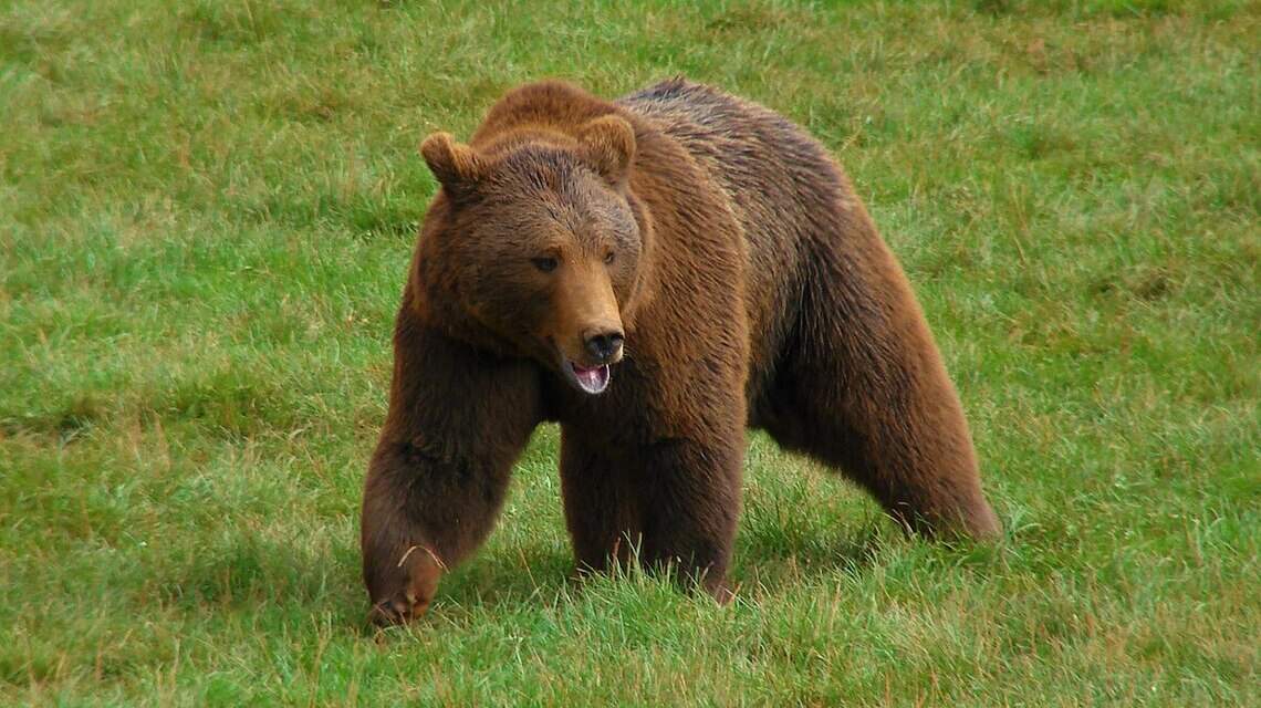 Viajeros en alerta: Los osos atacan en famoso destino turístico y EEUU anuncia nuevas medidas