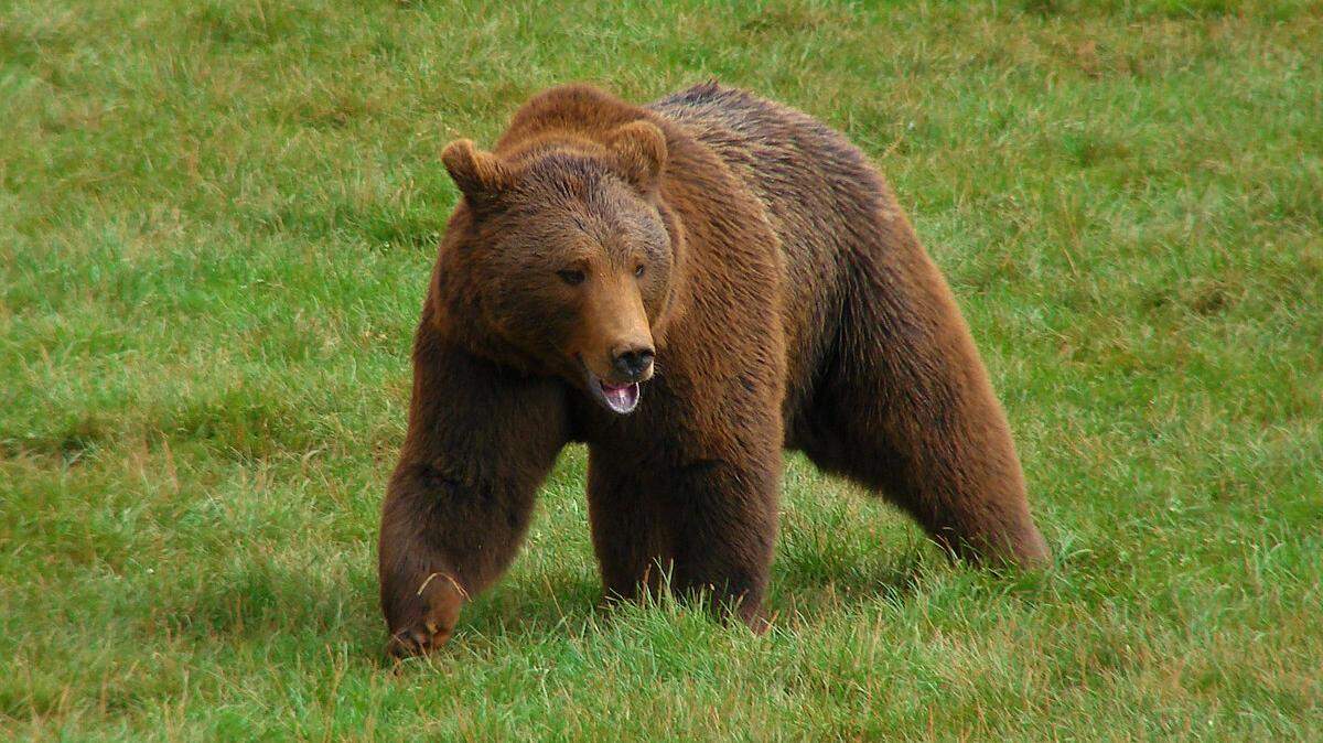 Foto de archivo de un oso pardo avistado en España. Desde abril de 2025, los ataques de osos en Japón han provocado 13 muertes. Estados Unidos publicó una alerta para viajeros el miércoles.