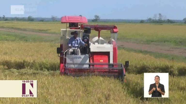 ‘Un verdadero éxito’: con ayuda de Vietnam, Cuba sueña con rescatar uno de sus alimentos favoritos
