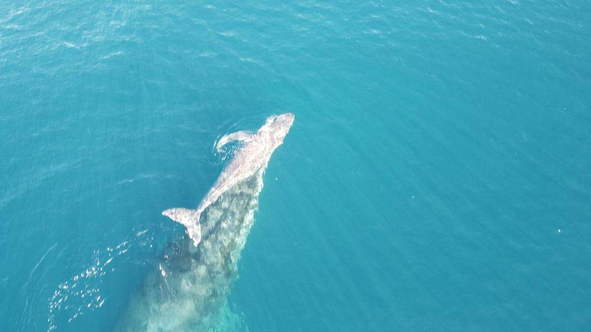 En las imágenes de las dos ballenas se puede ver a la madre usando su hocico para empujar al bebé.