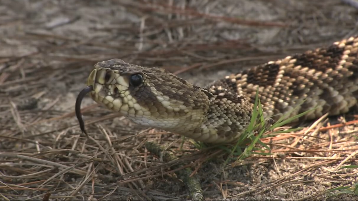 La serpiente cascabel diamantina del oeste ses oriunda de la Florida y se considera la especie más grande de cascabel de todo el país, toda vez que puede alcanzar los ocho pies de largo, dijo la Comisión de Pesca y Conservación de la Vida Silvestre de la Florida (FWC).