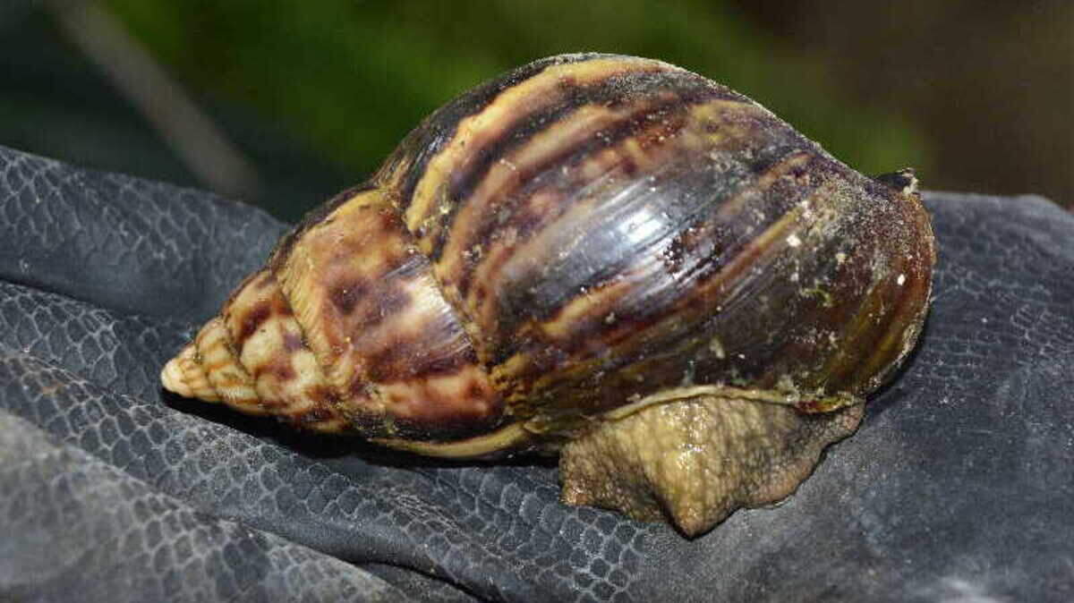 Un ejemplar del caracol gigante africano hallado en Sancti Spíritus.