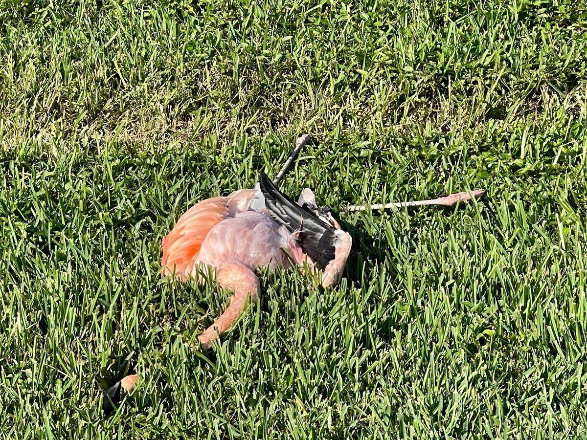 Un flamenco fue encontrado muerto en instalaciones de Miami−Dade en la Ciudad de Miami Springs el lunes, 5 de diciembre de 2022, se desconocen las causas de su muerte