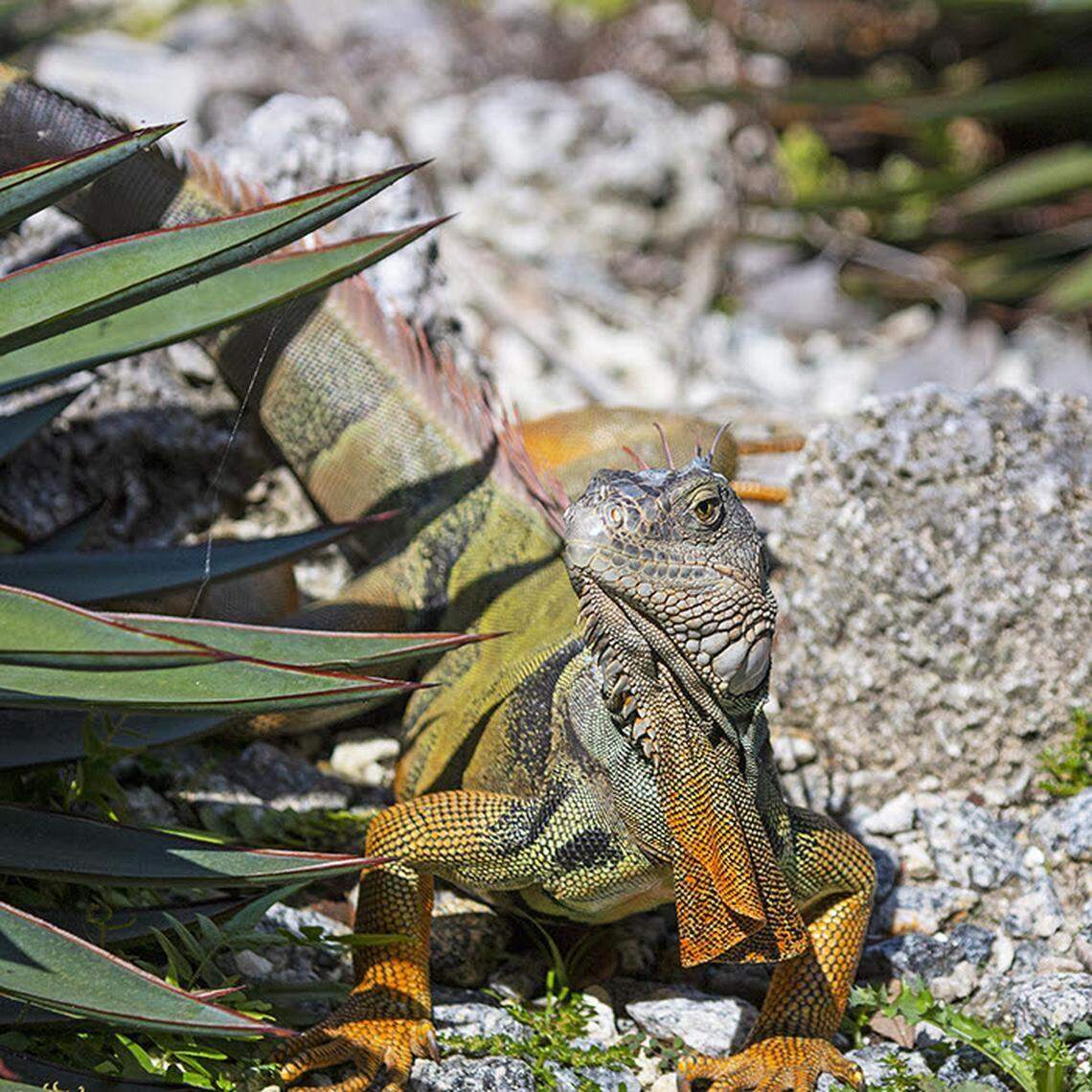 Nonnative green iguanas and other nonnative reptiles can enter a cold-stunned state.