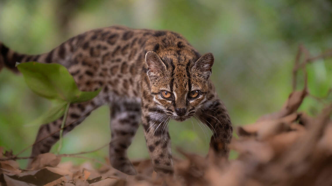 Identifican nueva especie de gato, primera en más de un siglo. ¿Dónde lo descubrieron?