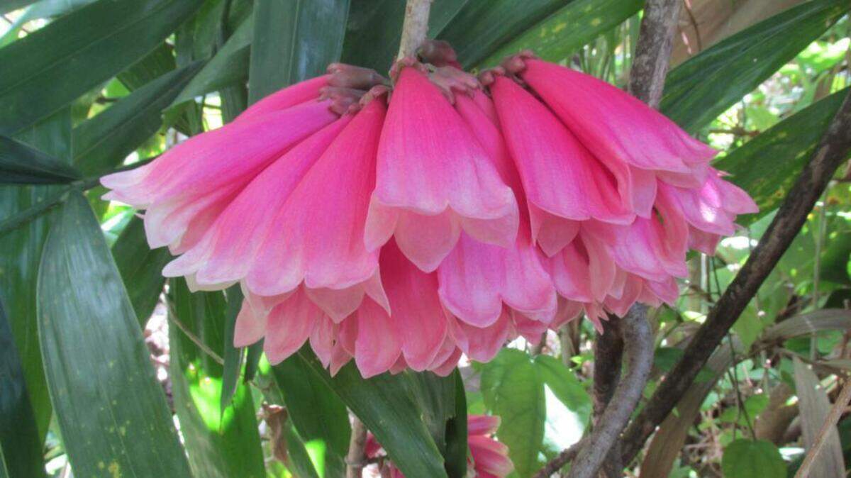 El tecomanthe o trompeta de Nueva Guinea es la reina de la primavera.